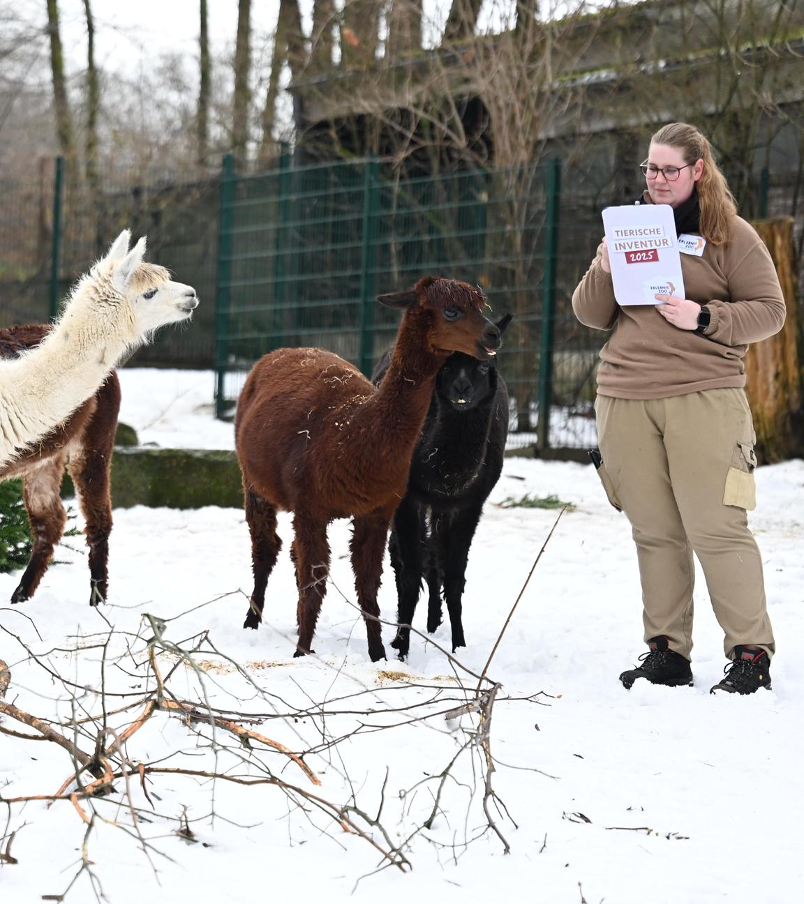 Tierpflegerin zählt Alpakas im schneebedecktem Gehege