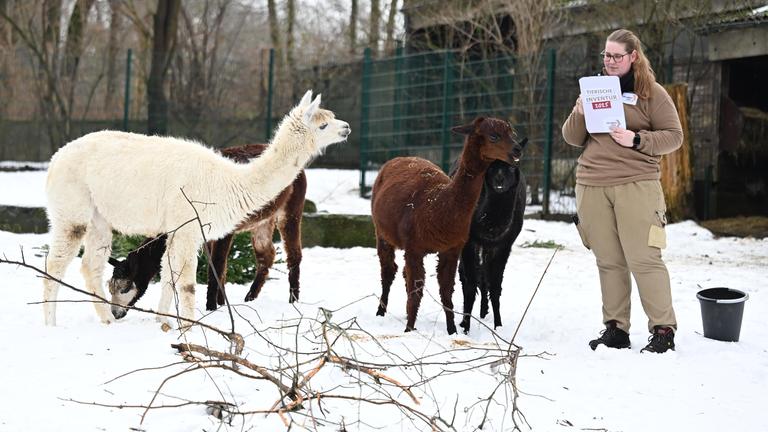 Tierpflegerin zählt Alpakas im schneebedecktem Gehege