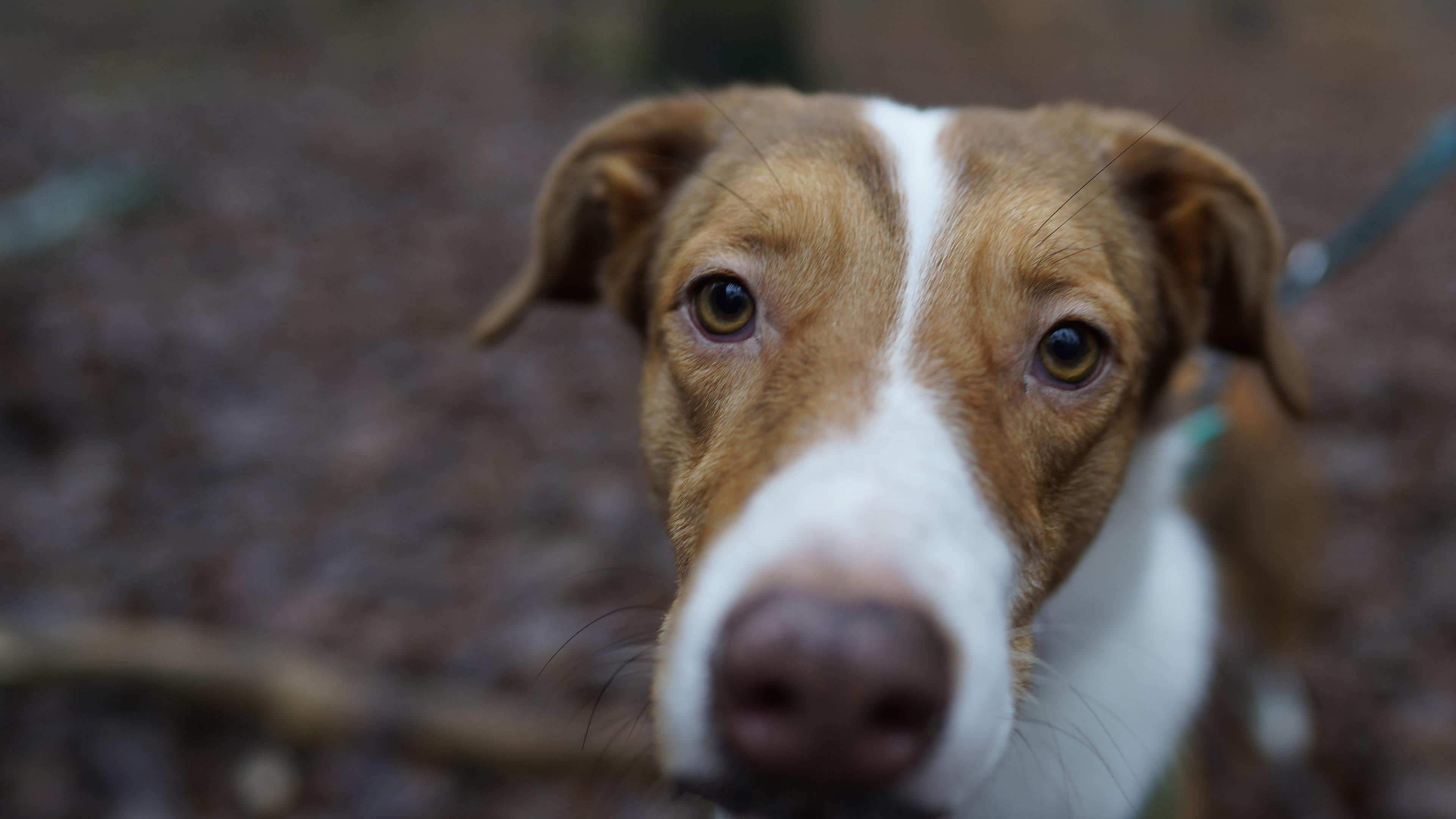 Hund Issy nah.