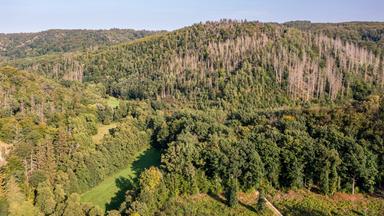 Ein grün bewaldetes Tal zwischen Hügeln mit einer kleinen Lichtung. Unten rechts verschwindet ein Weg zwischen den Bäumen.