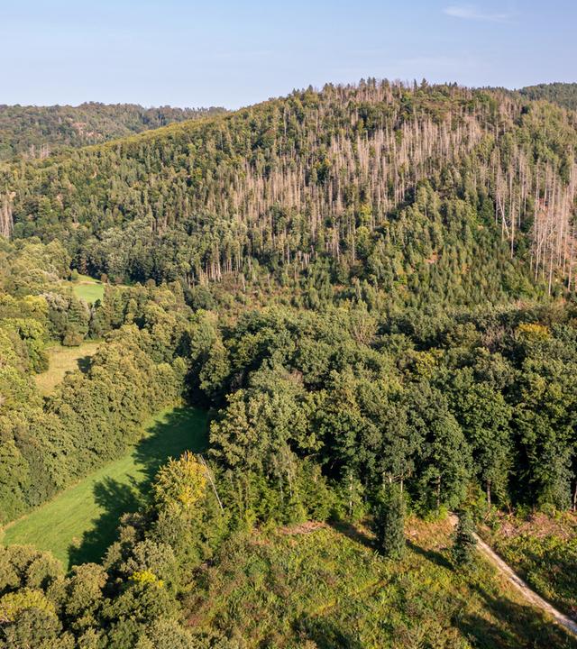 Ein grün bewaldetes Tal zwischen Hügeln mit einer kleinen Lichtung. Unten rechts verschwindet ein Weg zwischen den Bäumen.