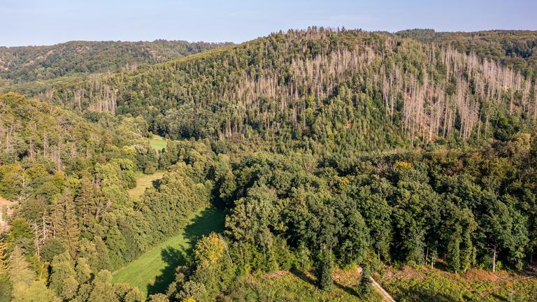 Ein grün bewaldetes Tal zwischen Hügeln mit einer kleinen Lichtung. Unten rechts verschwindet ein Weg zwischen den Bäumen.