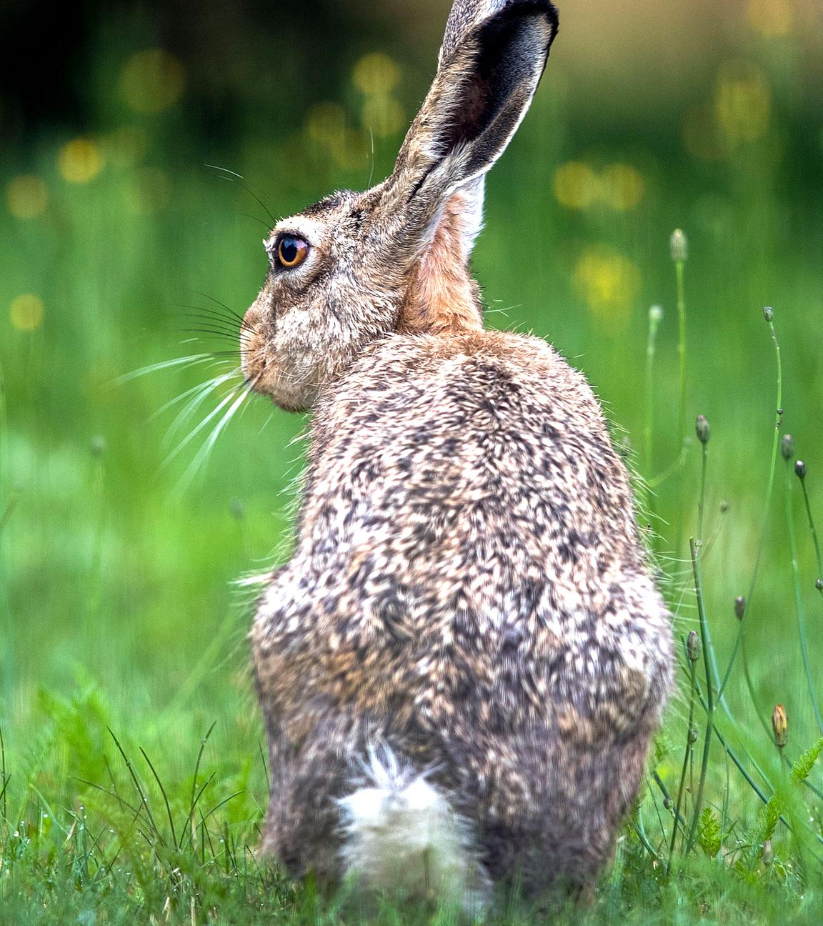 Nahaufnahme eines braunen Hasen auf einer Wiese.