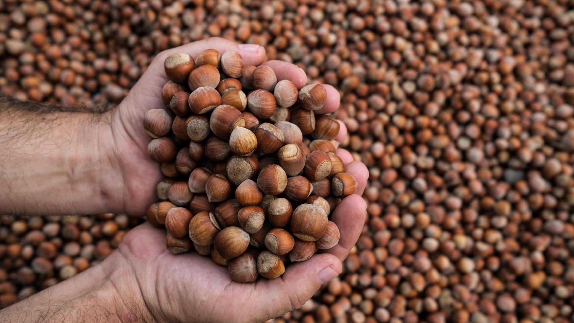 Person hält Haselnüsse in den Händen