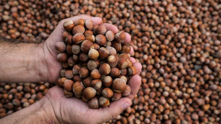 Person hält Haselnüsse in den Händen