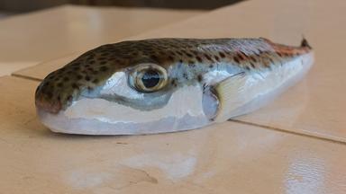 Ein Hasenkopf-Kugelfisch liegt auf einem Tisch.