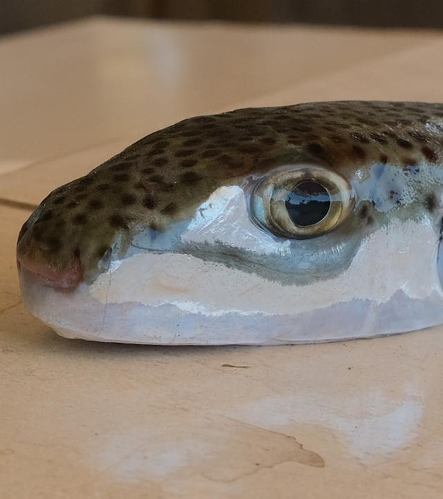 Ein Hasenkopf-Kugelfisch liegt auf einem Tisch.