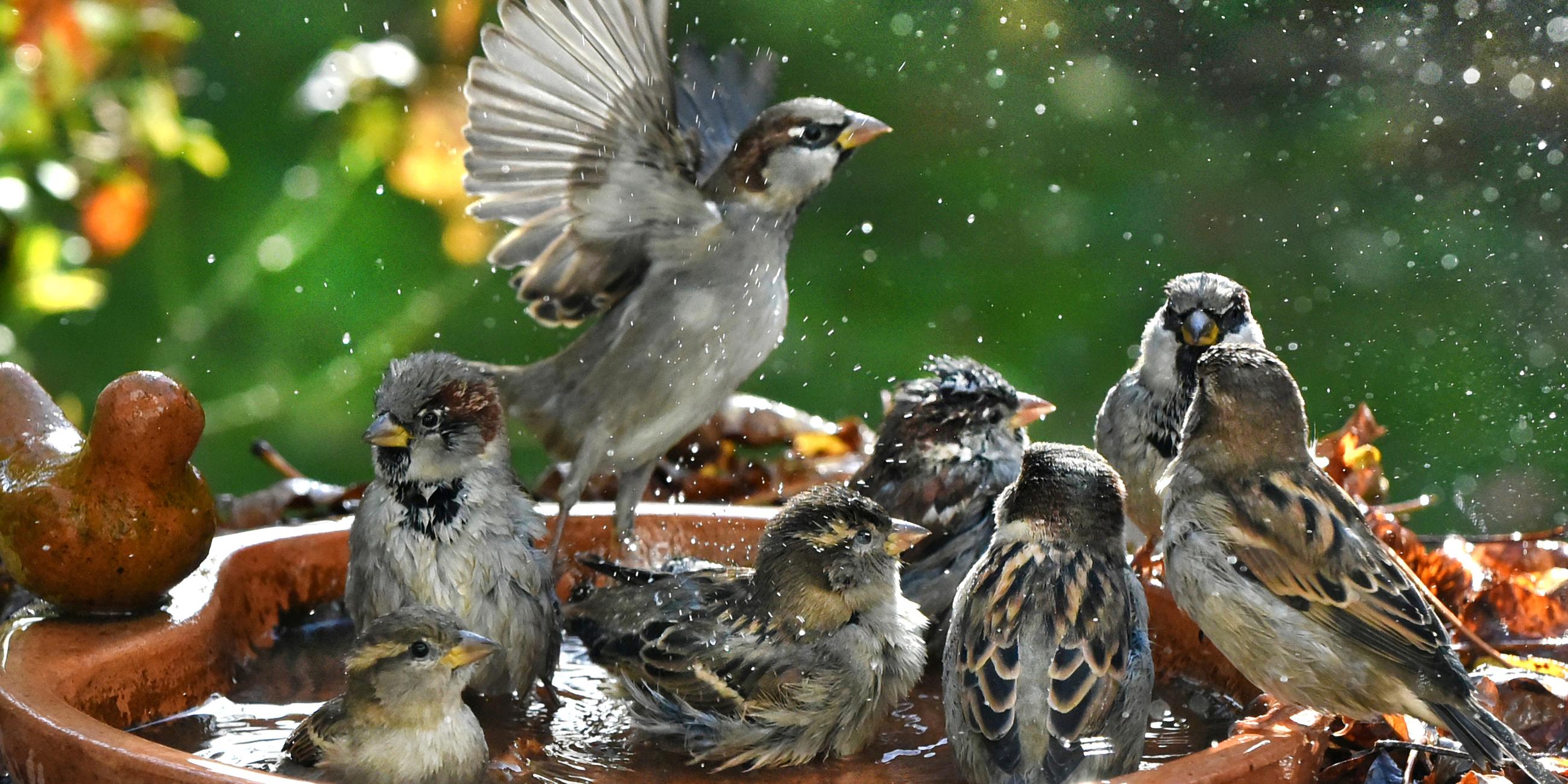 Bäume, Pflanzen
und auch einige Tiere leiden unter der Hitze. Vogeltränken sorgen für eine Abkühlung.