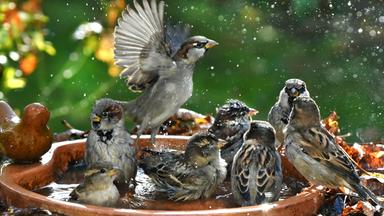 Sachsen, Leipzig: Badespaß im Garten: Auch Vögel freuen sich im Sommer über eine Möglichkeit zur Abkühlung.