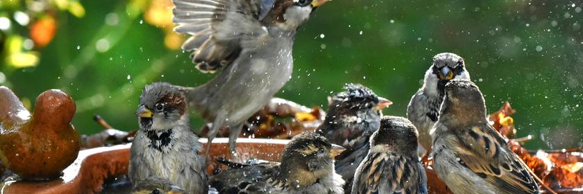 Sachsen, Leipzig: Badespaß im Garten: Auch Vögel freuen sich im Sommer über eine Möglichkeit zur Abkühlung.