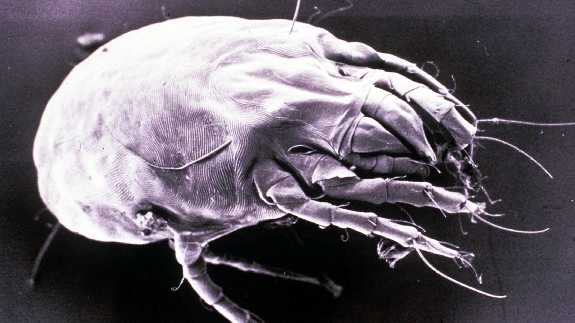 Eine mikroskopische Darstellung einer Hausstaubmilbe.