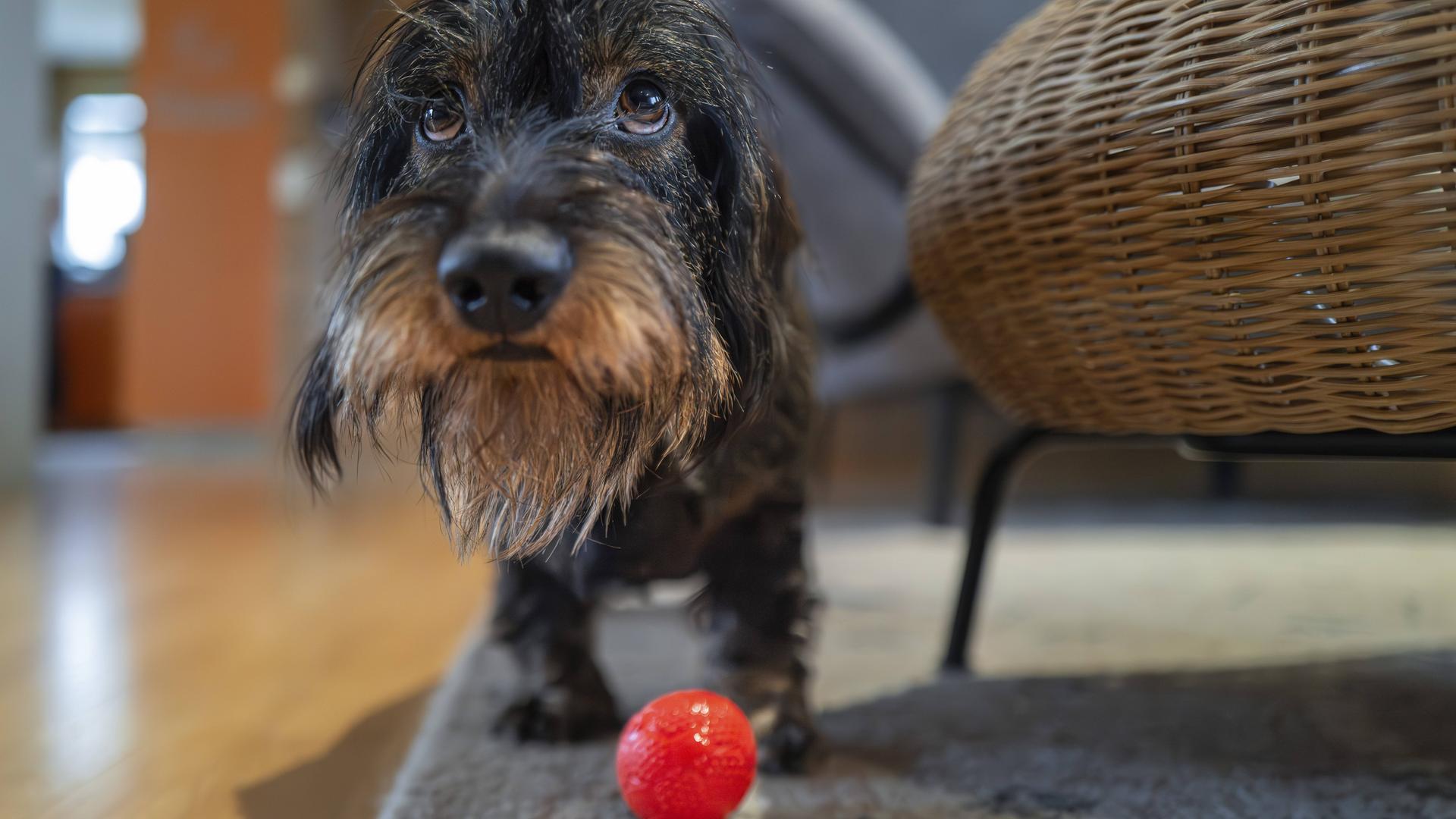 Rauhaardackel beim spielen mit einem Ball im Wohnzimmer
