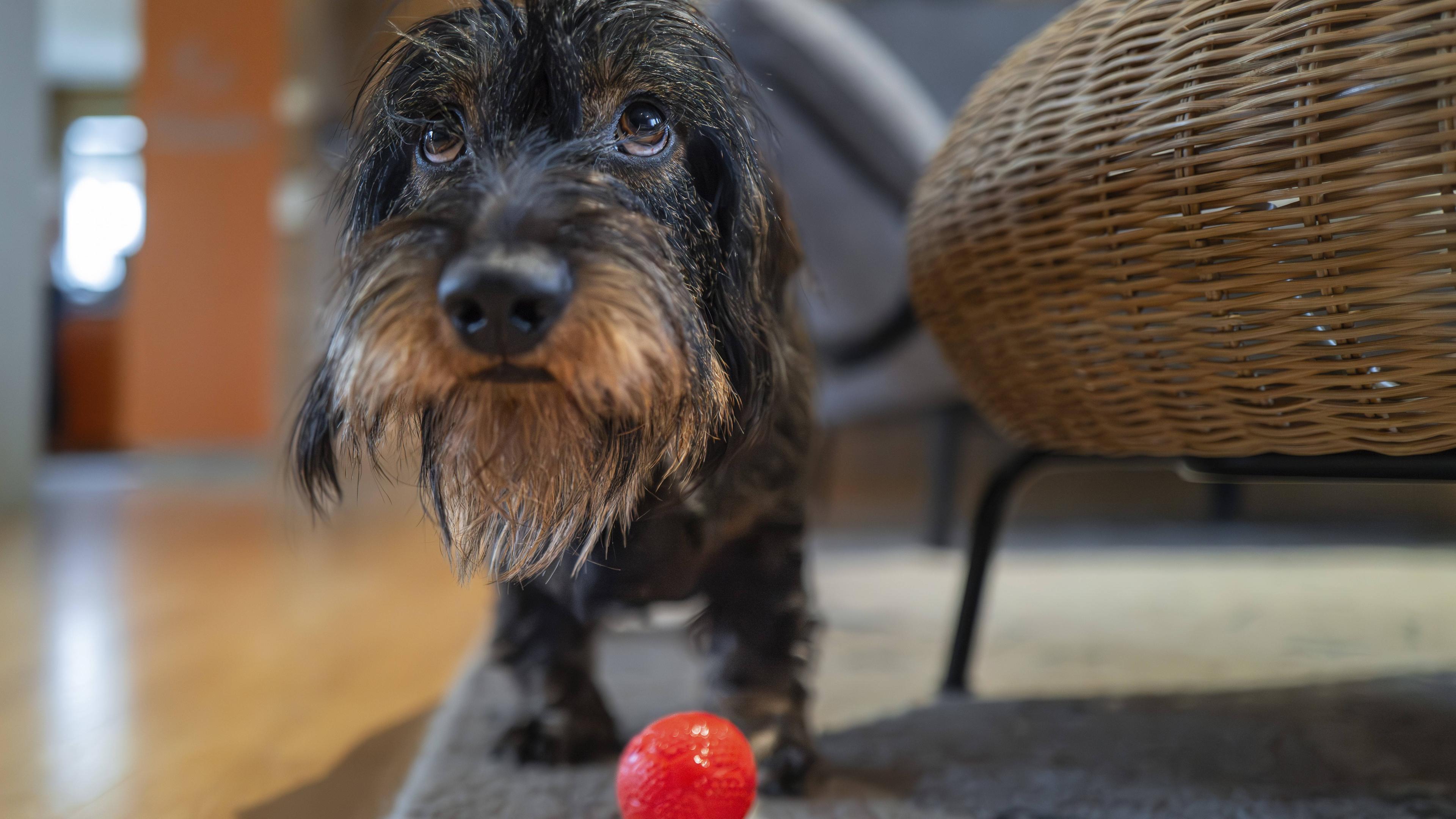 Rauhaardackel beim spielen mit einem Ball im Wohnzimmer