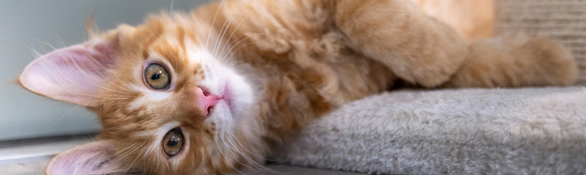 Junge Katze