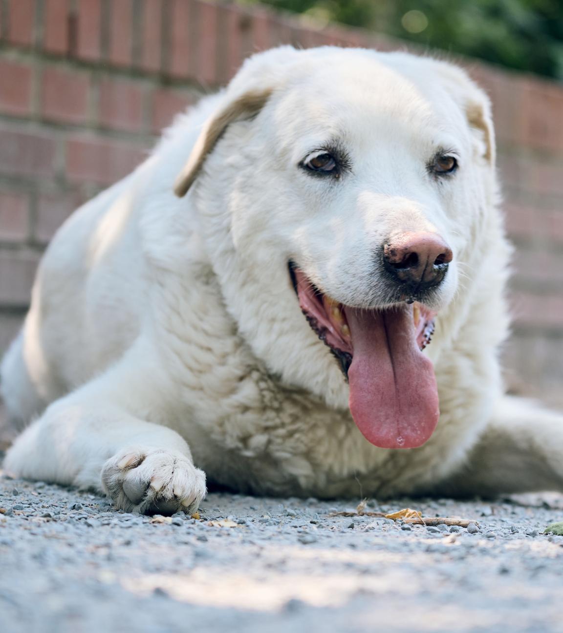 Ein hechelnder Hund