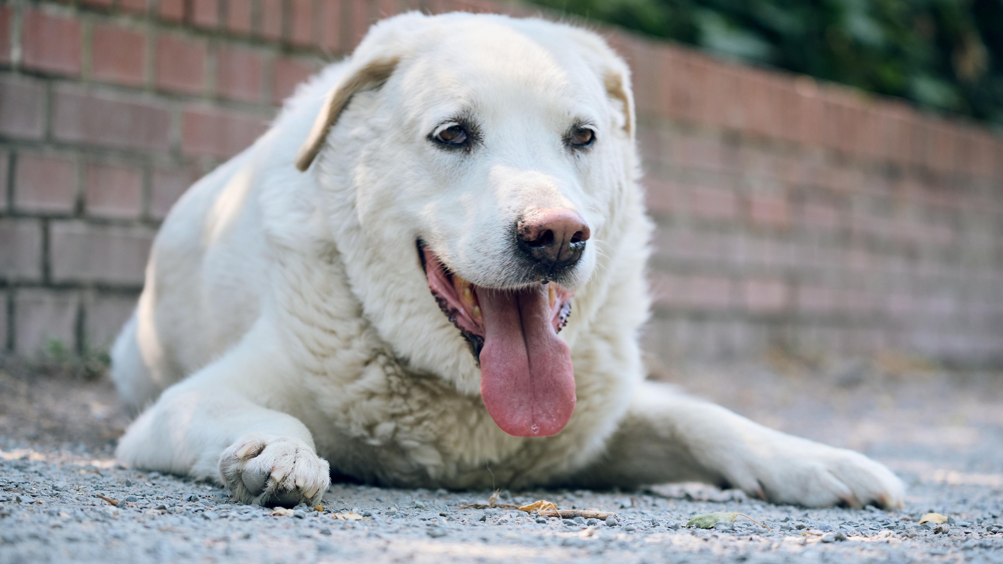 Ein hechelnder Hund