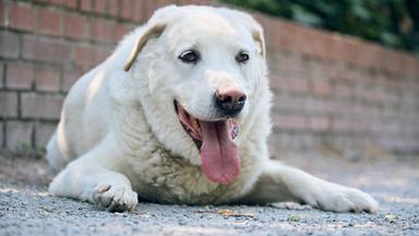 Ein hechelnder Hund
