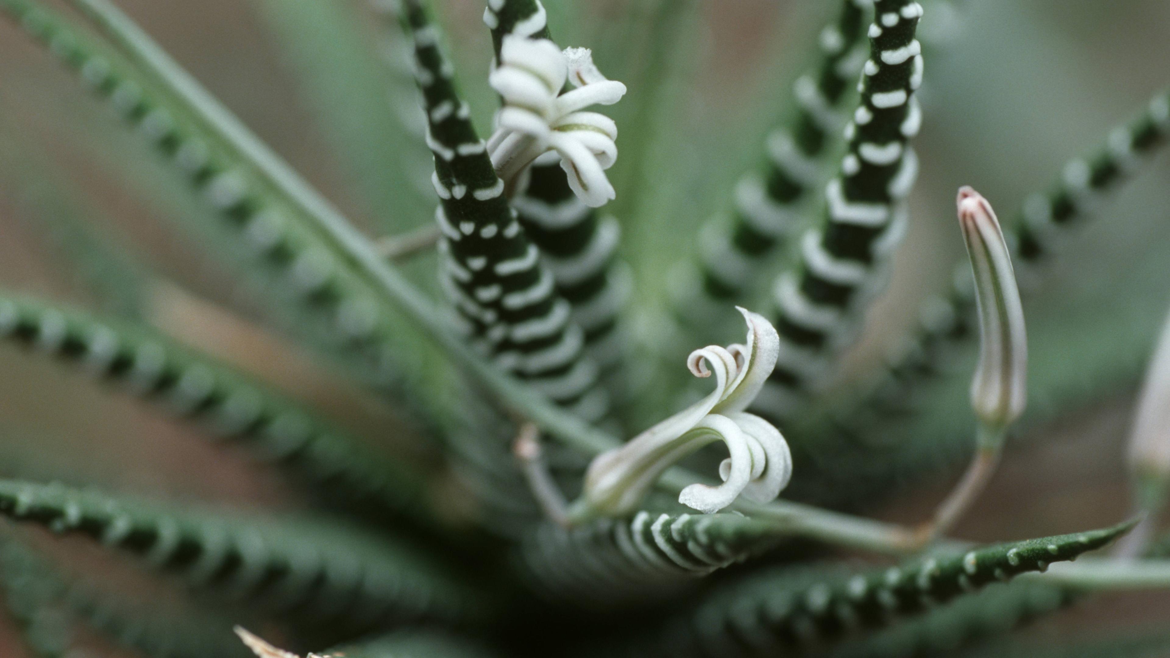 Haworthia 