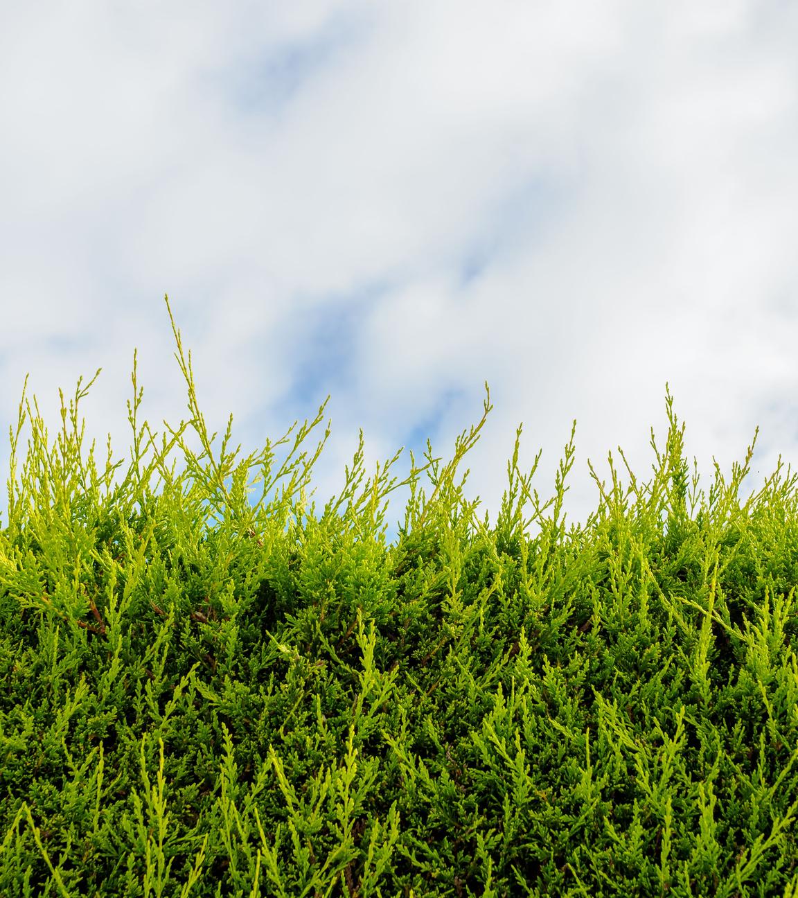 Hecke und blauer Himmel