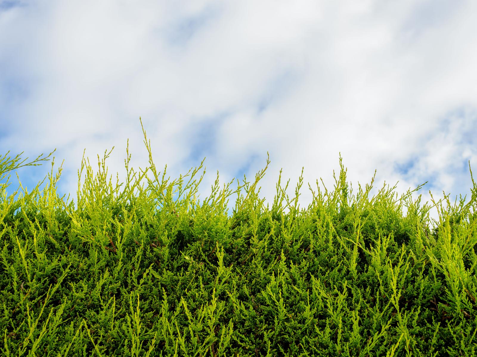 Hecke im Garten: Was gilt bei Hhe und Abstand zum Nachbar?