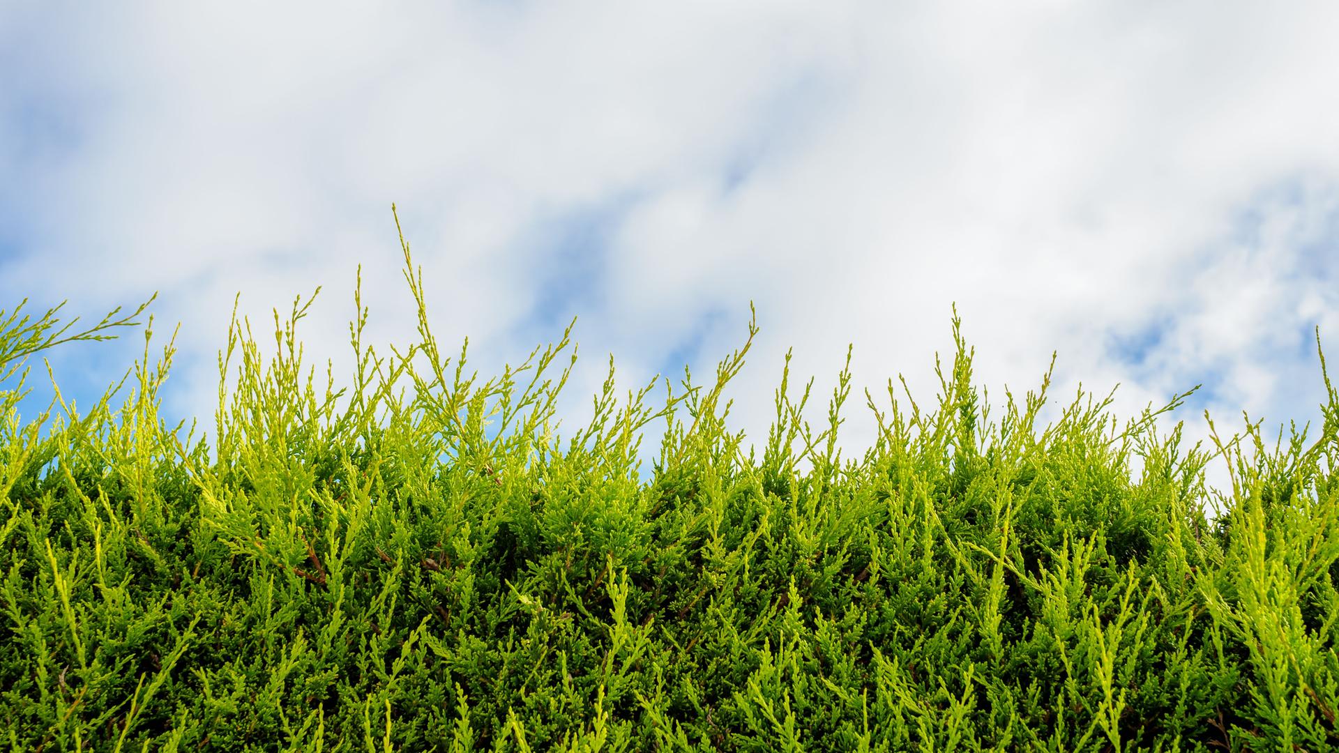 Hecke und blauer Himmel
