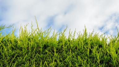 Hecke und blauer Himmel