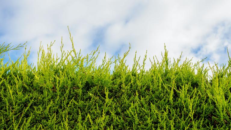 Hecke und blauer Himmel