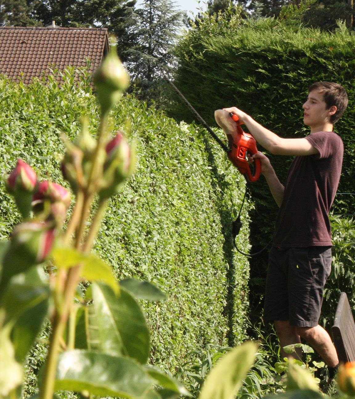 Junger Mann schneidet eine Hecke in seinem Garten