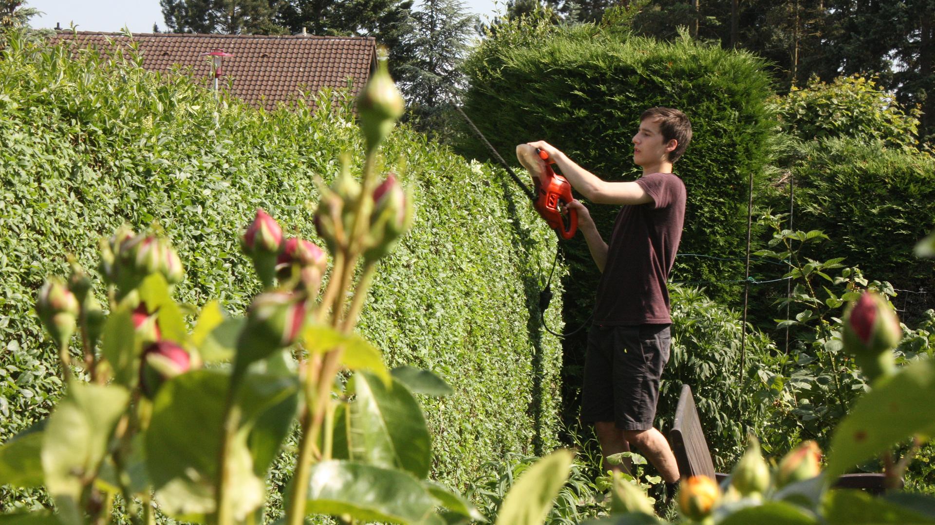 Junger Mann schneidet eine Hecke in seinem Garten