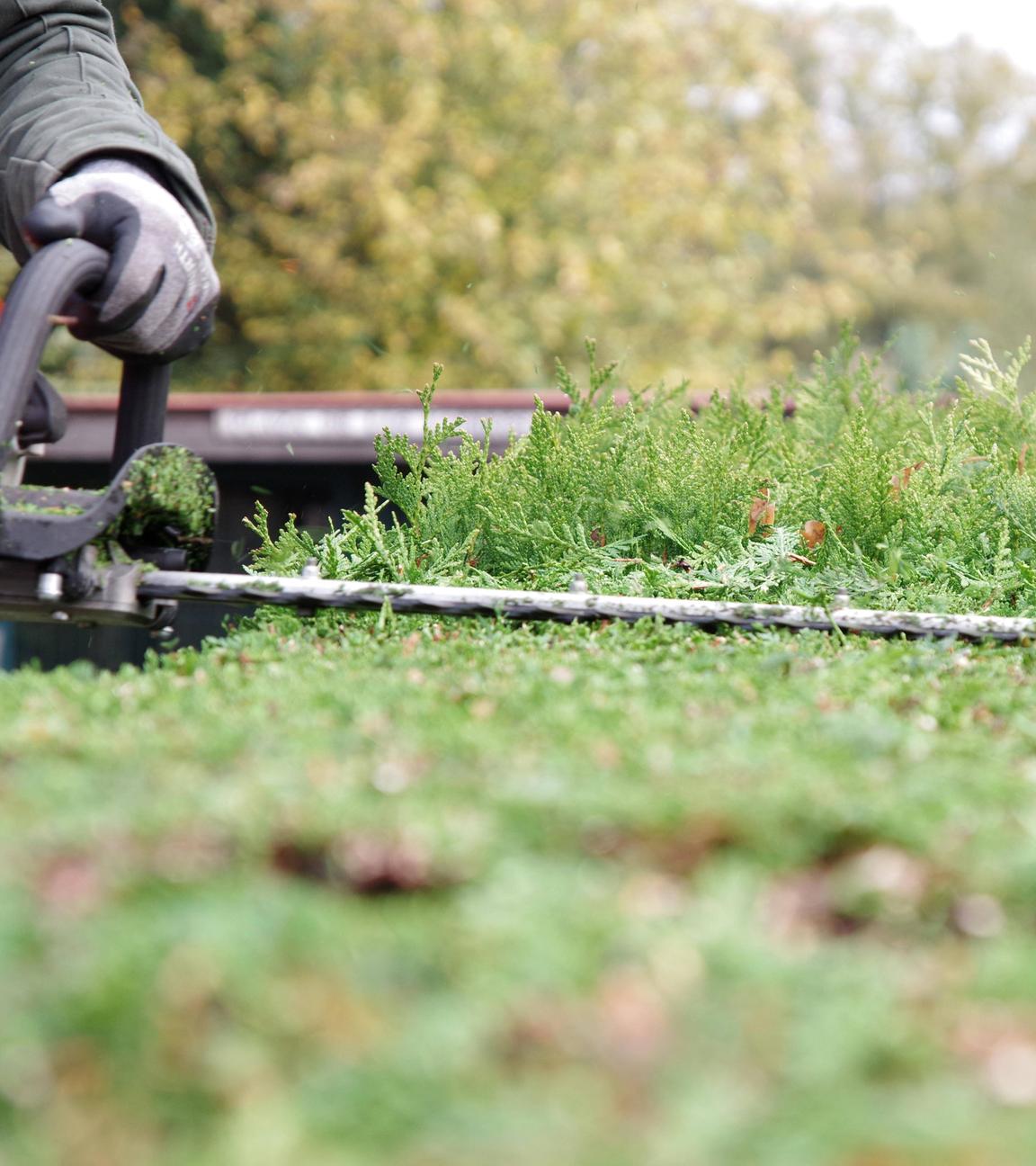 Mit einer Motorheckenschere wird die Lebensbaum-Hecke in Form geschnitten. Die abgeschnittenen Blätter fliegen durch die Luft.