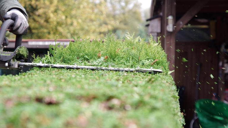 Mit einer Motorheckenschere wird die Lebensbaum-Hecke in Form geschnitten. Die abgeschnittenen Blätter fliegen durch die Luft.
