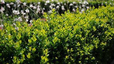 Buchsbaum-Hecke