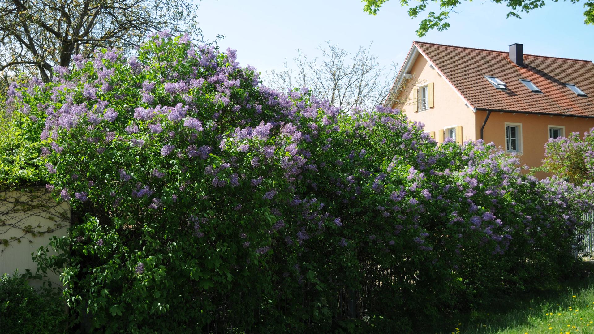 Flieder-Hecke