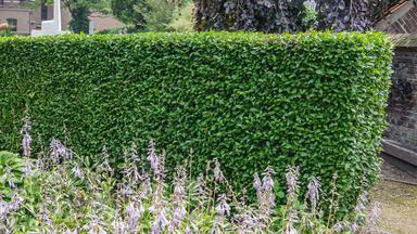 Liguster-Hecke