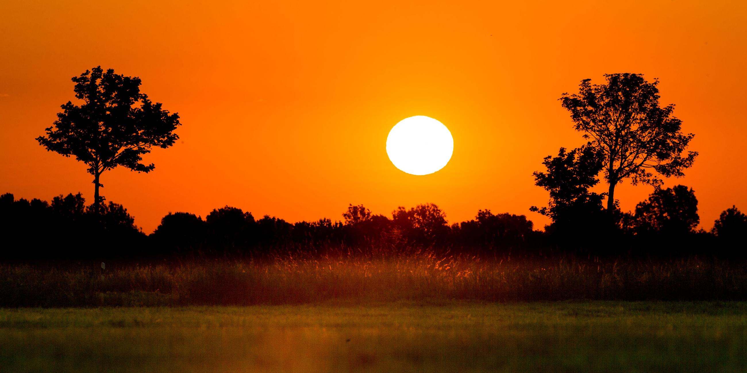 Hecken im Sonnenaufgang