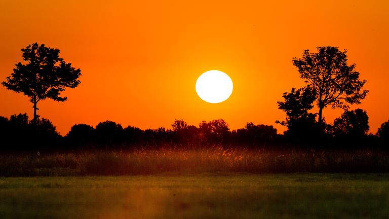 Hecken im Sonnenaufgang