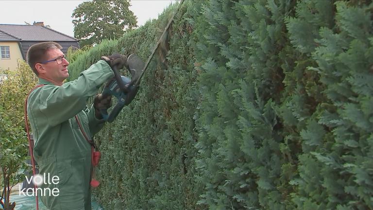 Eine Hecke wird zurückgeschnitten.
