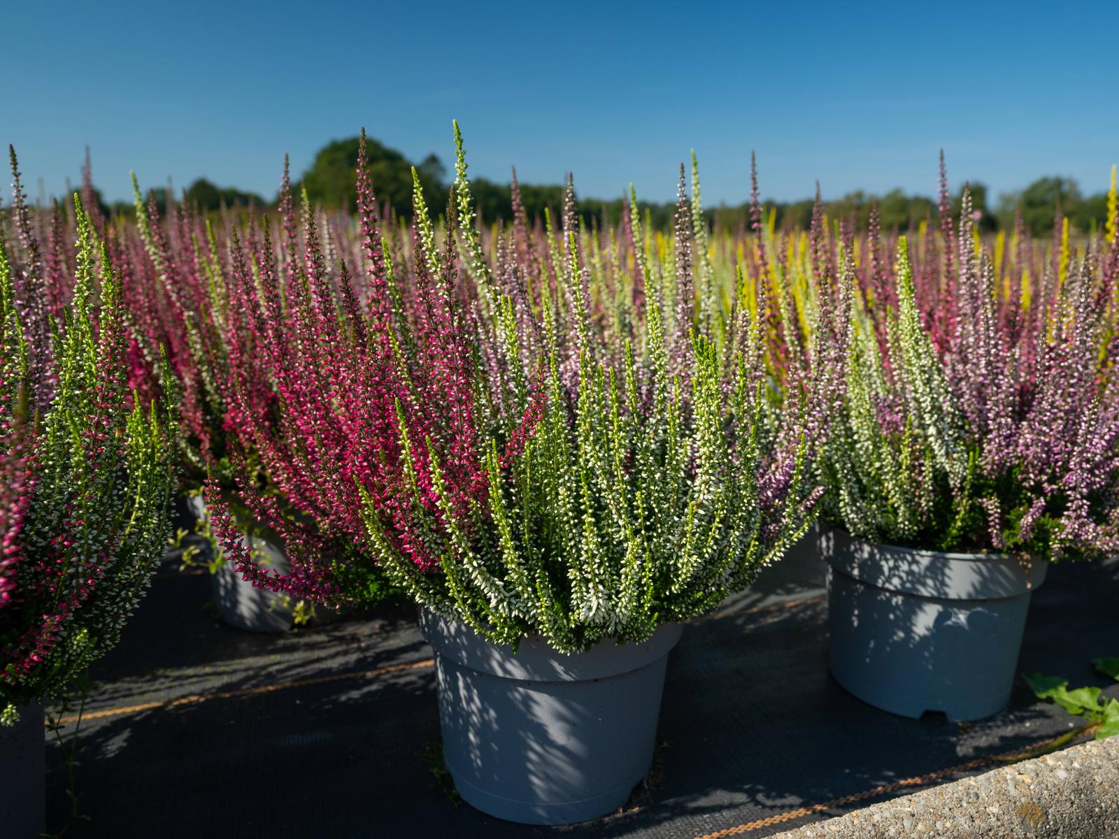 Mit Heide Farbe in den Herbstgarten bringen