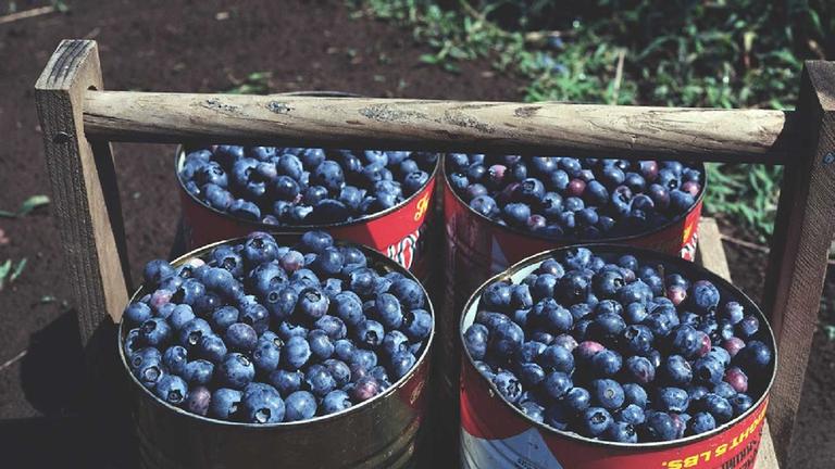 Heidelbeeren im Topf
