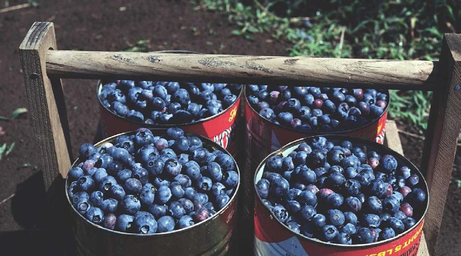 Heidelbeeren im Topf