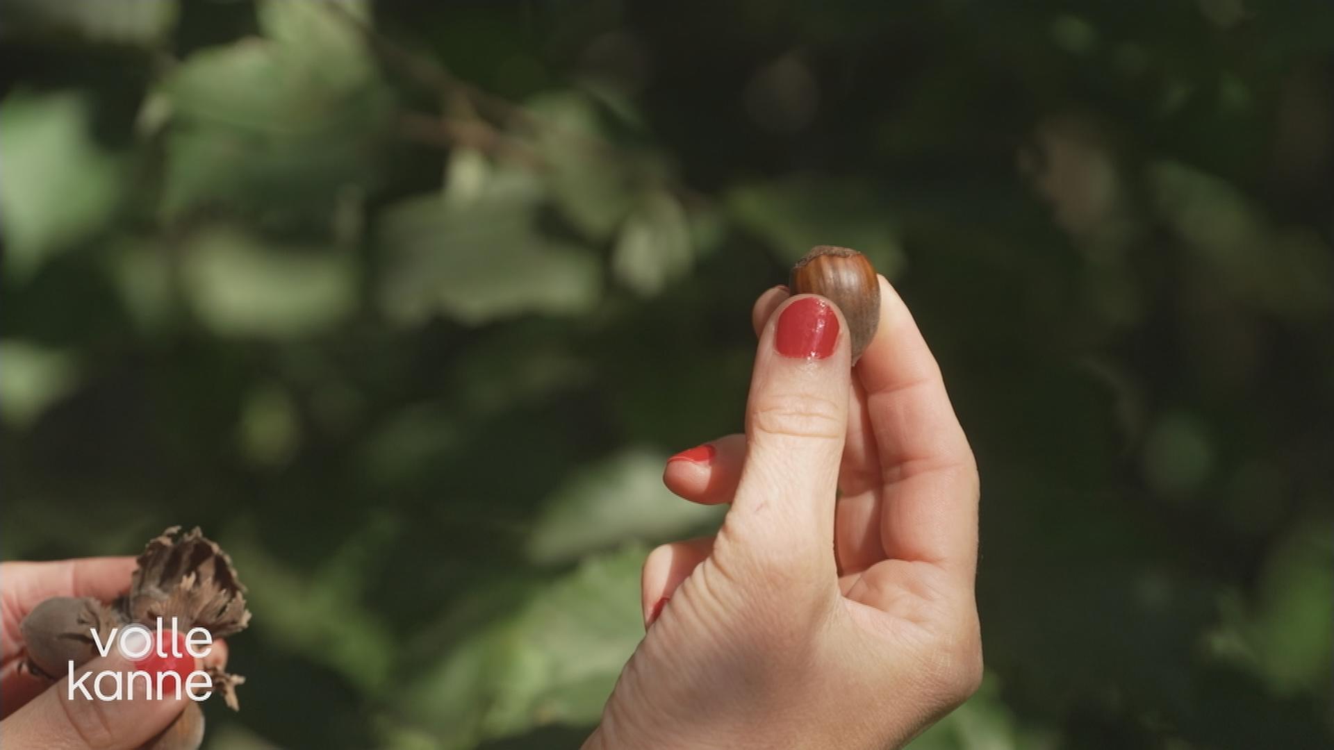 Frau hält Haselnuss in der Hand