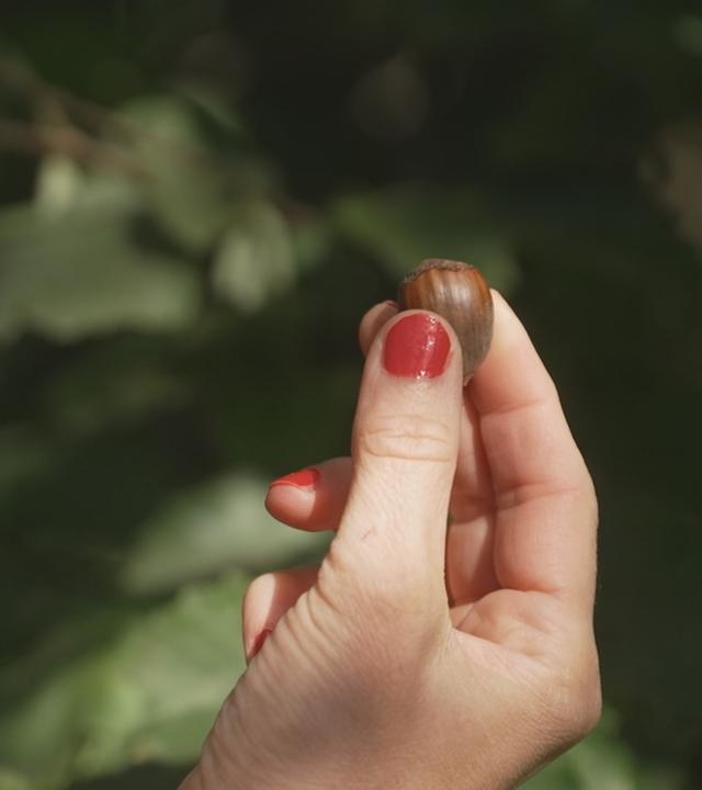 Frau hält Haselnuss in der Hand
