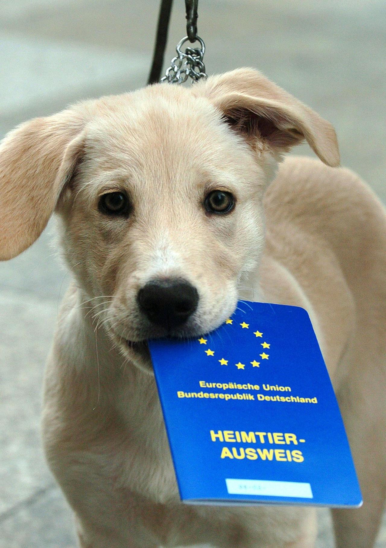 Hund hat Heimtierausweis im Maul