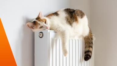 Eine Katze liegt in der Wohnung auf einer Heizung und wärmt sich.