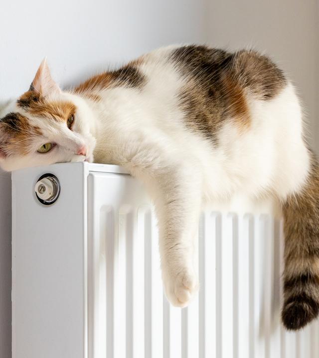 Eine Katze liegt in der Wohnung auf einer Heizung und wärmt sich.