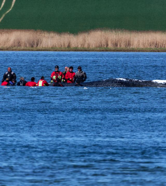 Helfer in direkter Nähe des gestrandeten Buckewals am 28.04.2026 in Fährdorf, Mecklenburg-Vorpommern.