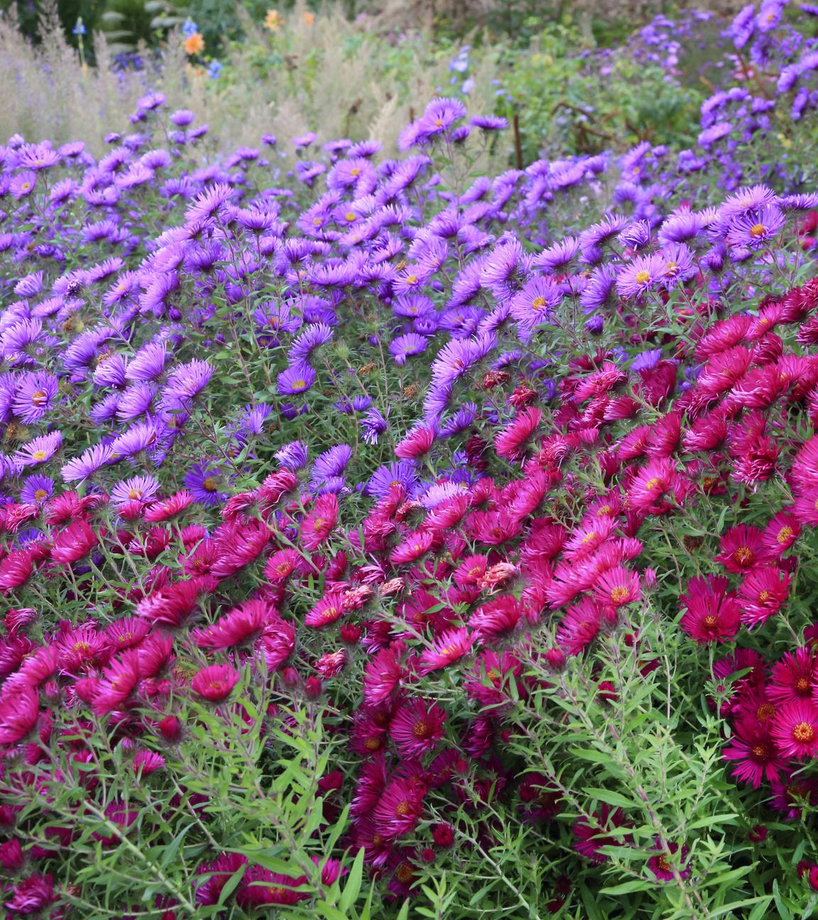 Herbst-Astern