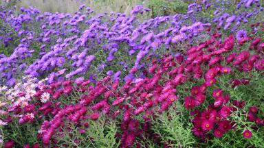 Herbst-Astern
