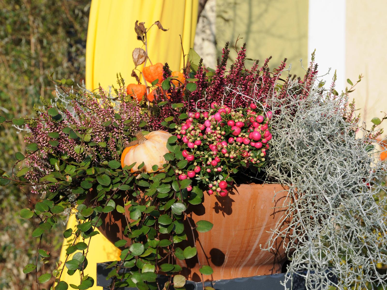 Bunte Herbstbepflanzung für Balkon und Terrasse