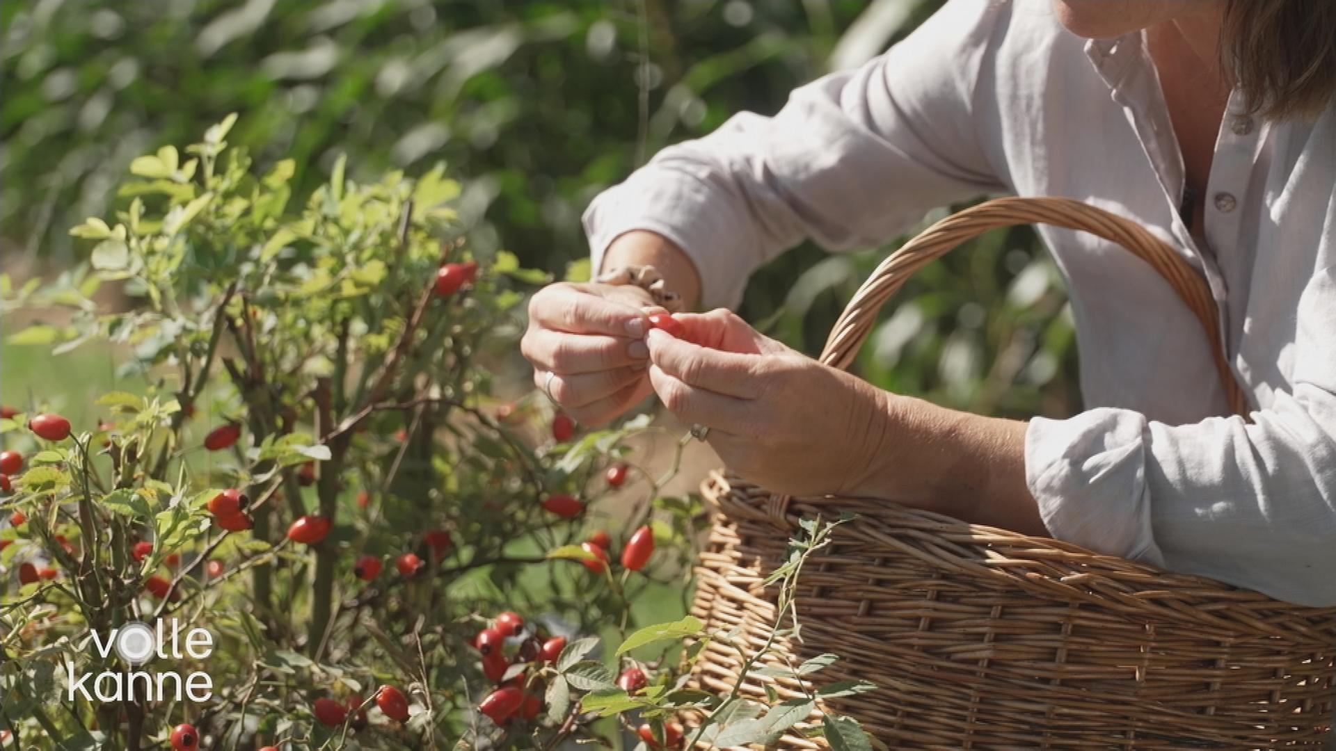 Frau erntet Beeren